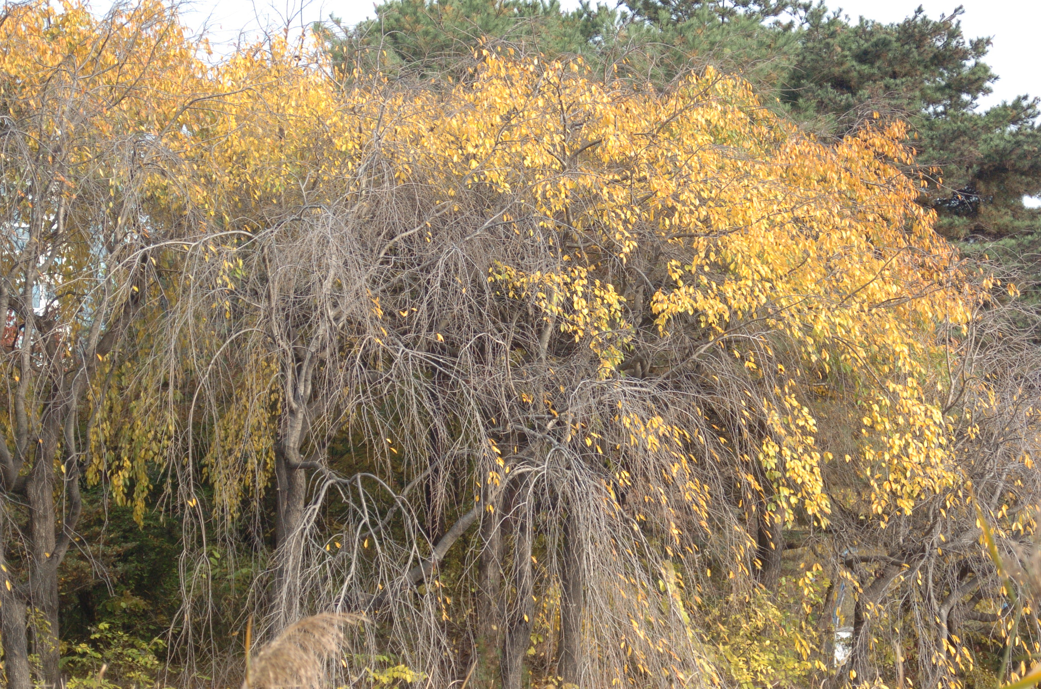 Nikon D2H sample photo. Park photography