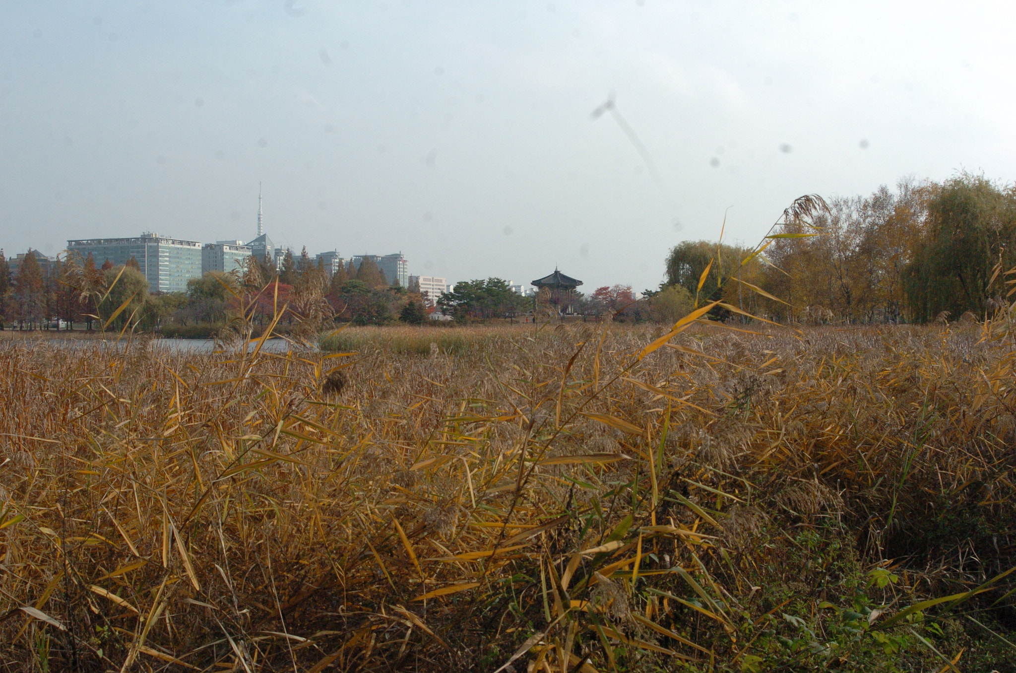 Nikon D2H sample photo. Park photography