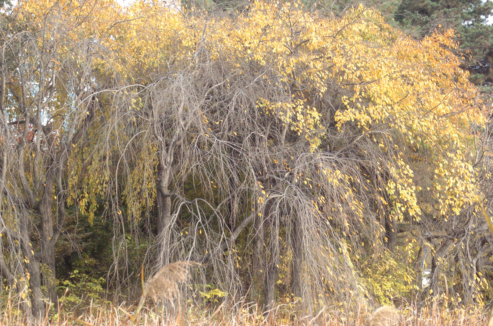 Nikon D2H sample photo. Park photography