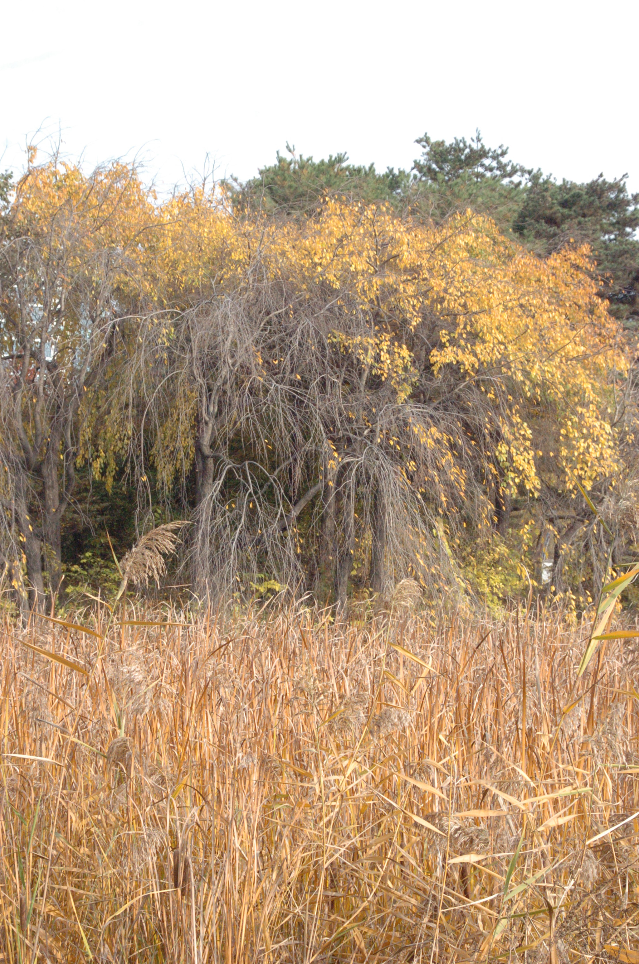 Nikon D2H sample photo. Park photography
