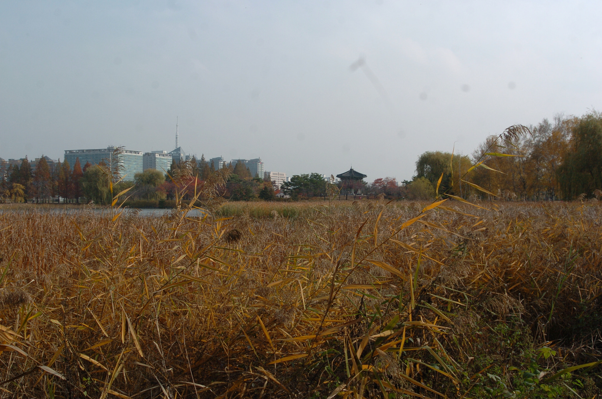 Nikon D2H sample photo. Park photography