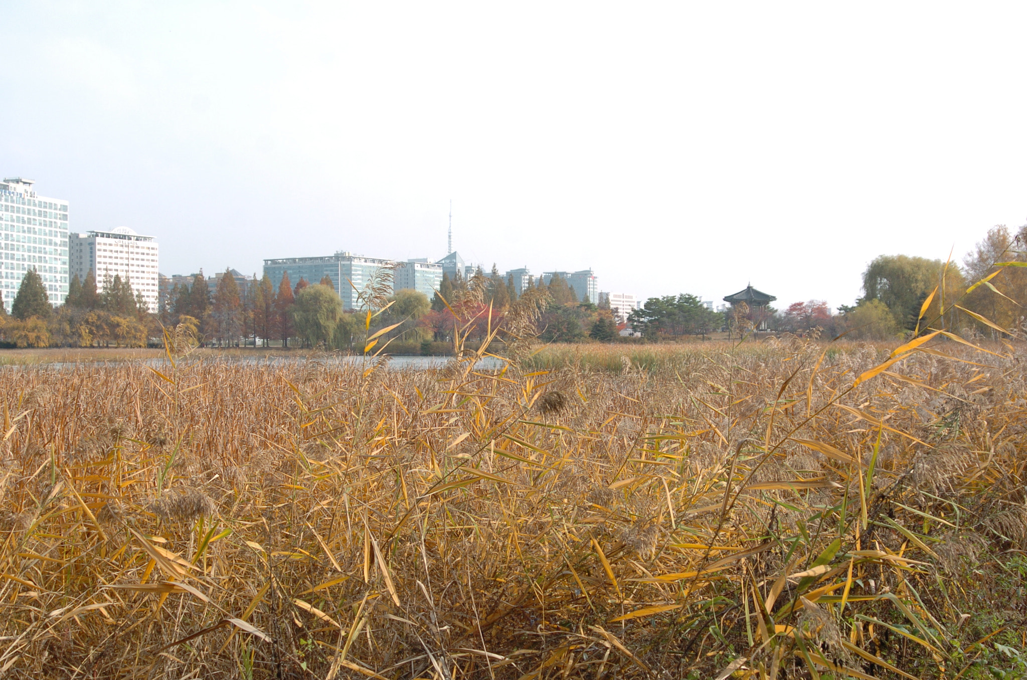 Nikon D2H sample photo. Park photography