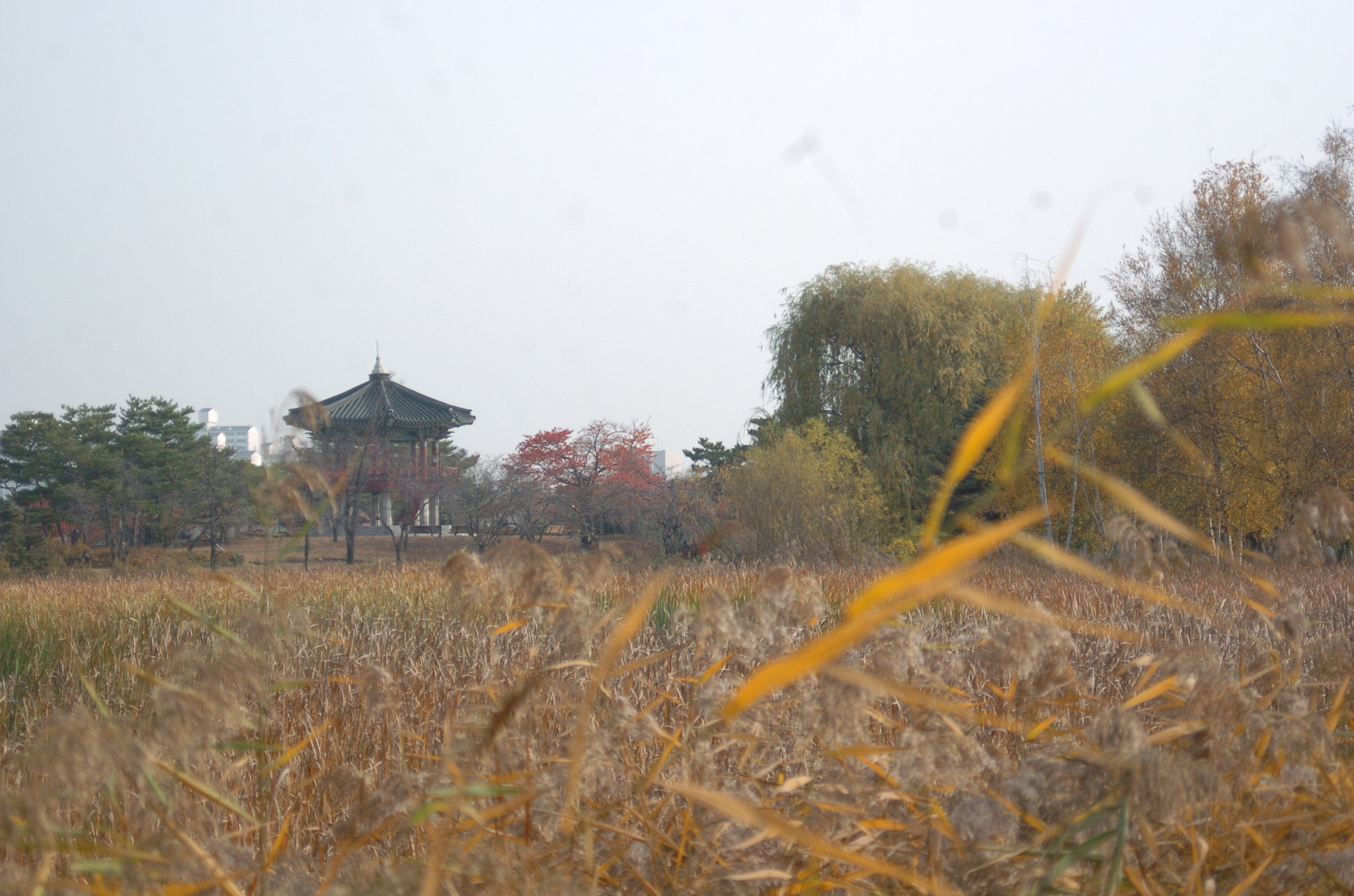 Nikon D2H sample photo. Park photography