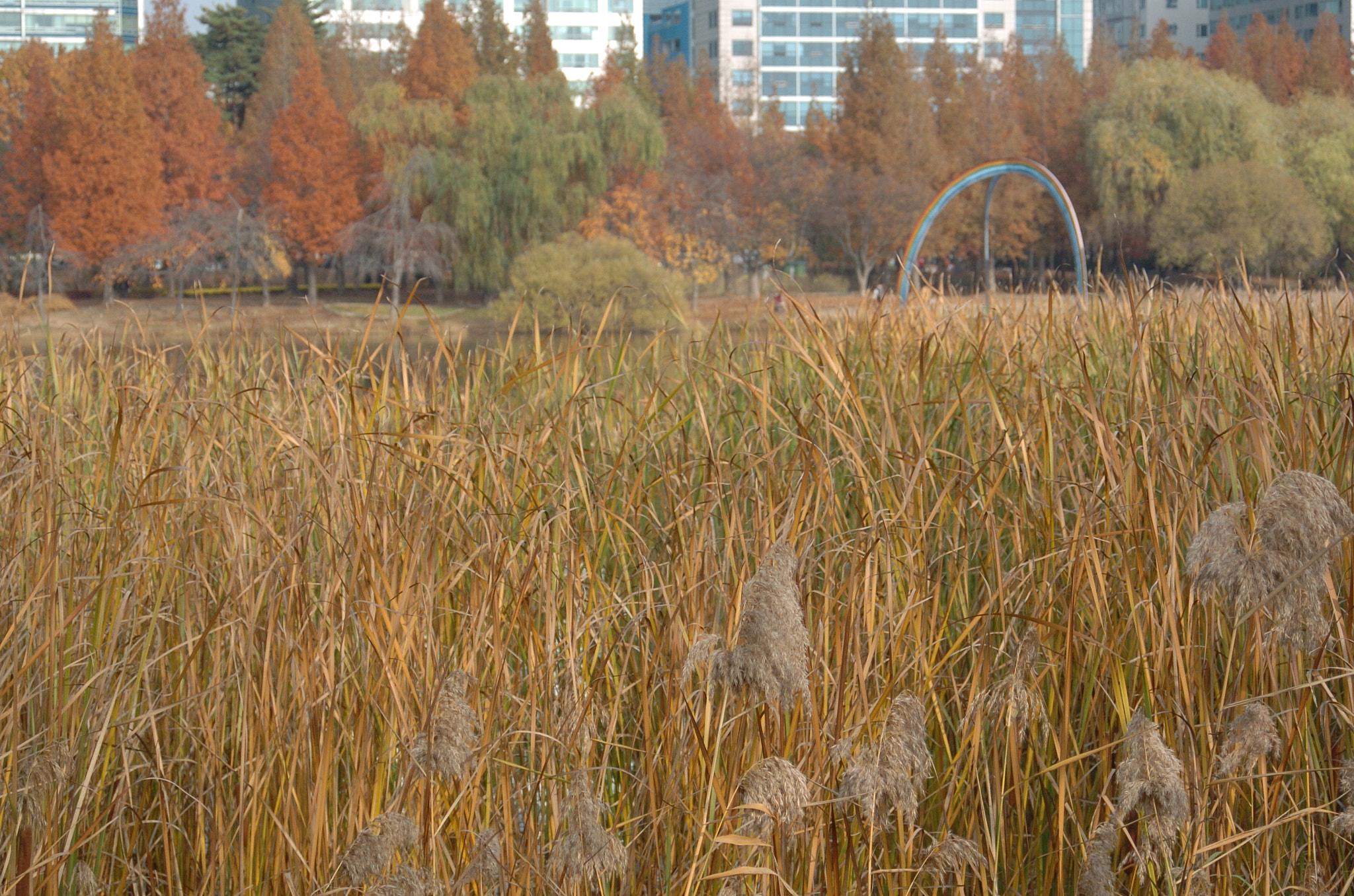 Nikon D2H sample photo. Park photography