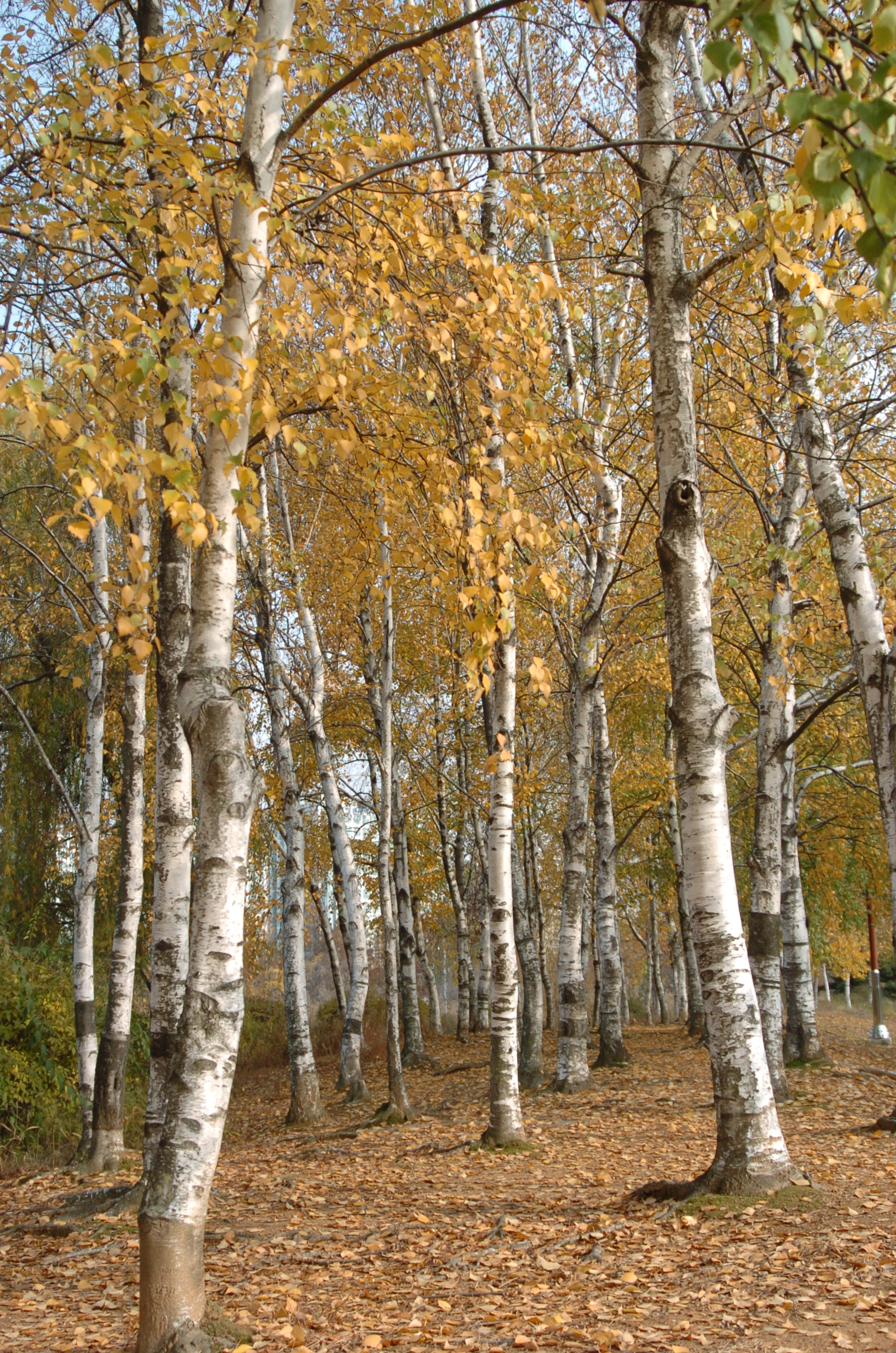 Nikon D2H sample photo. Park photography