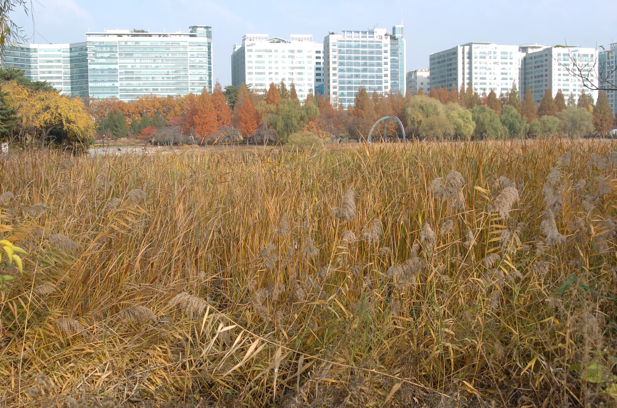 Nikon D2H sample photo. Park photography
