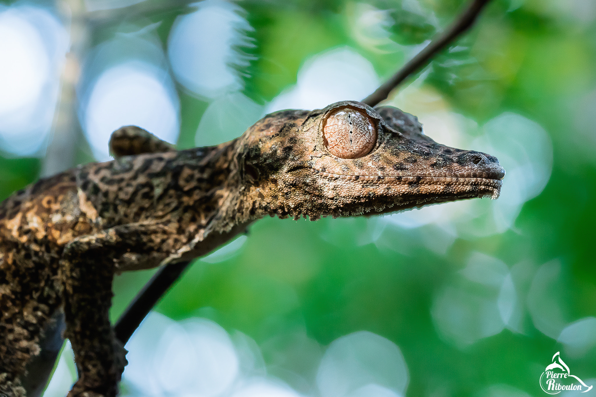 Canon EOS 5DS + Canon EF 100mm F2.8 Macro USM sample photo. Gecko-mousse à queue foliacée (uroplatus sikorae) photography