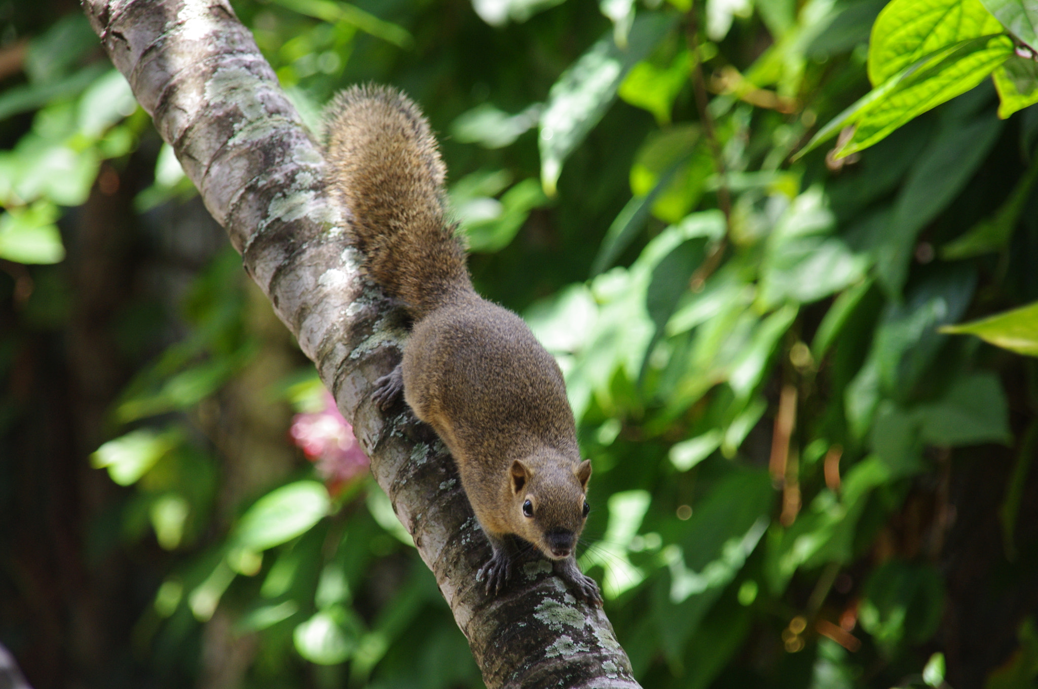 Sigma 18-200mm F3.5-6.3 DC sample photo. Squirrel in bali photography