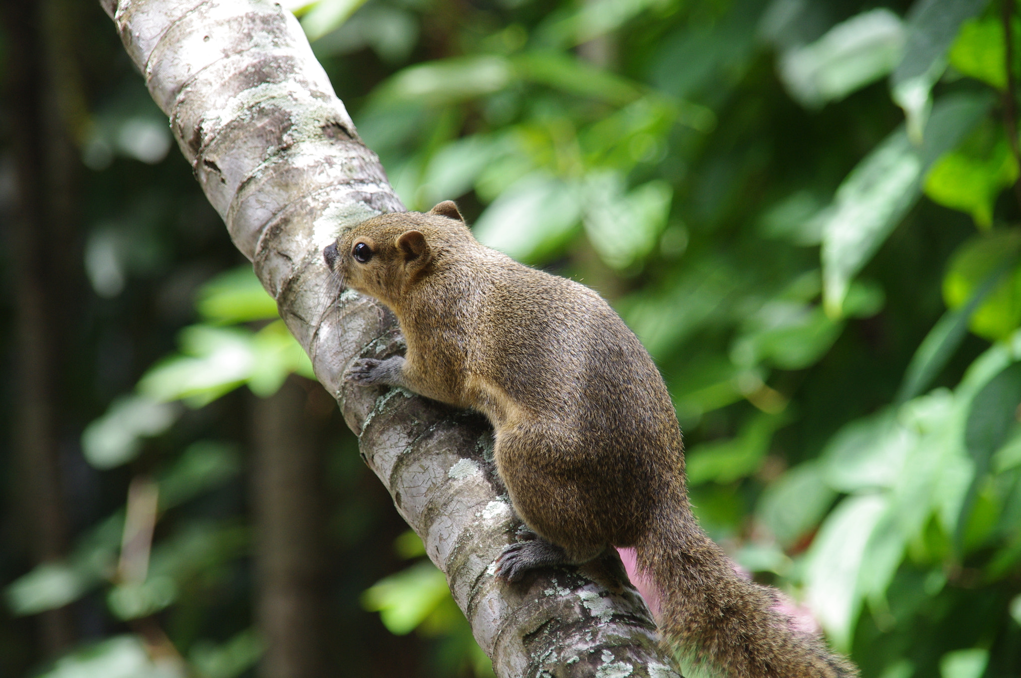 Sigma 18-200mm F3.5-6.3 DC sample photo. Squirrel in bali photography
