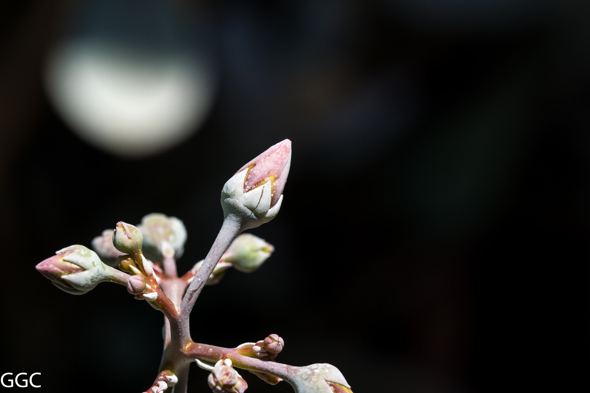 Sony ILCA-77M2 + 105mm F2.8 sample photo. Dsc07330.jpg photography