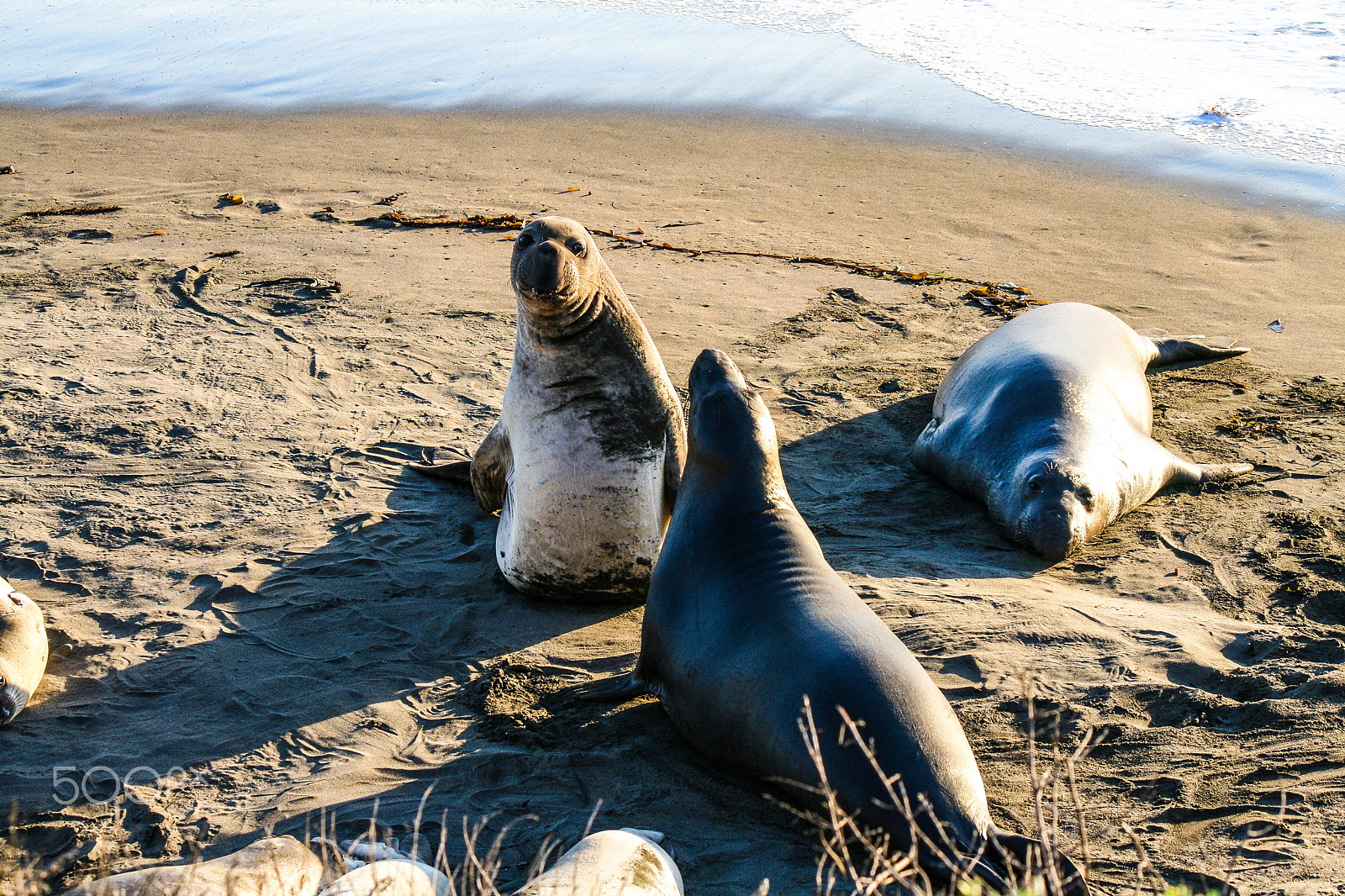Canon EOS 400D (EOS Digital Rebel XTi / EOS Kiss Digital X) sample photo. Seal fight! photography