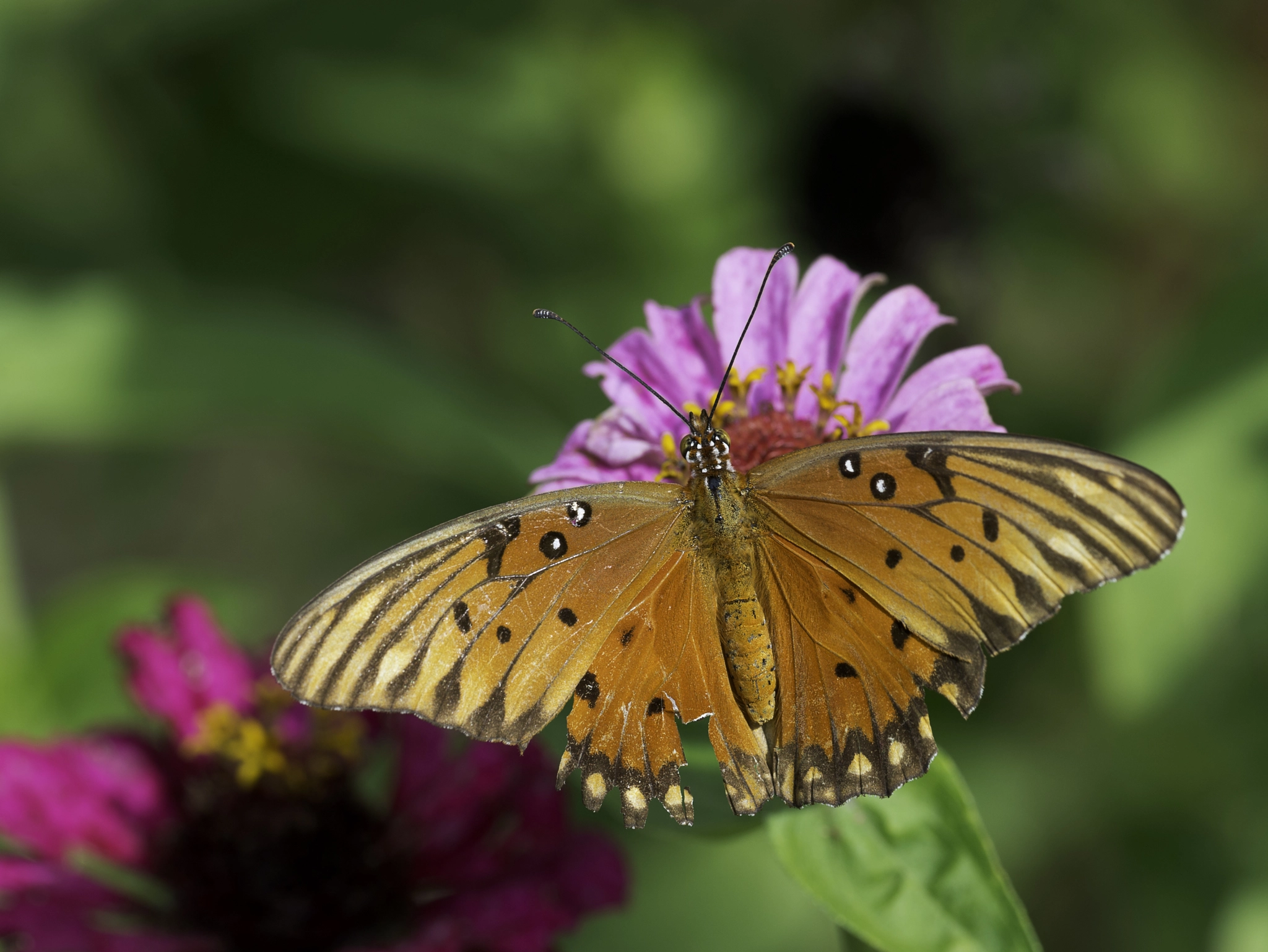 Nikon D4 sample photo. Gulf fritillary agraulis vanillae (of ) photography