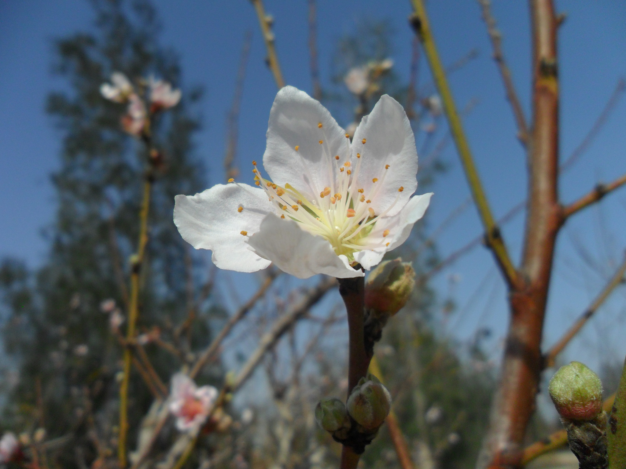 Samsung PL20,PL21 / VLUU PL20,PL21 sample photo