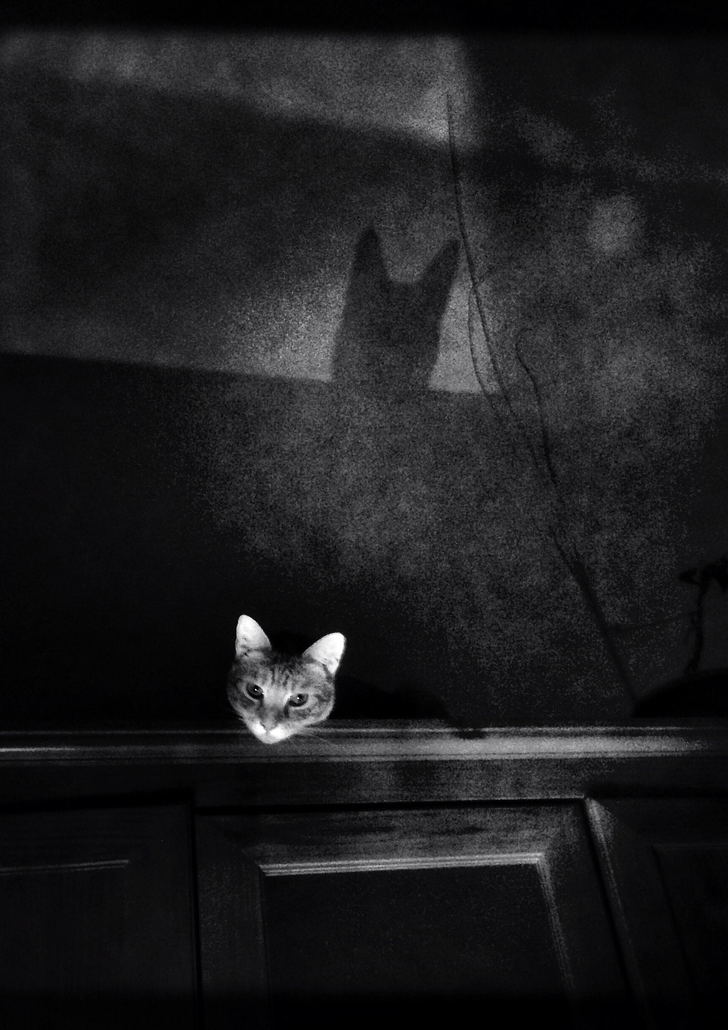 Hipstamatic 304 sample photo. Robinson's cats photography