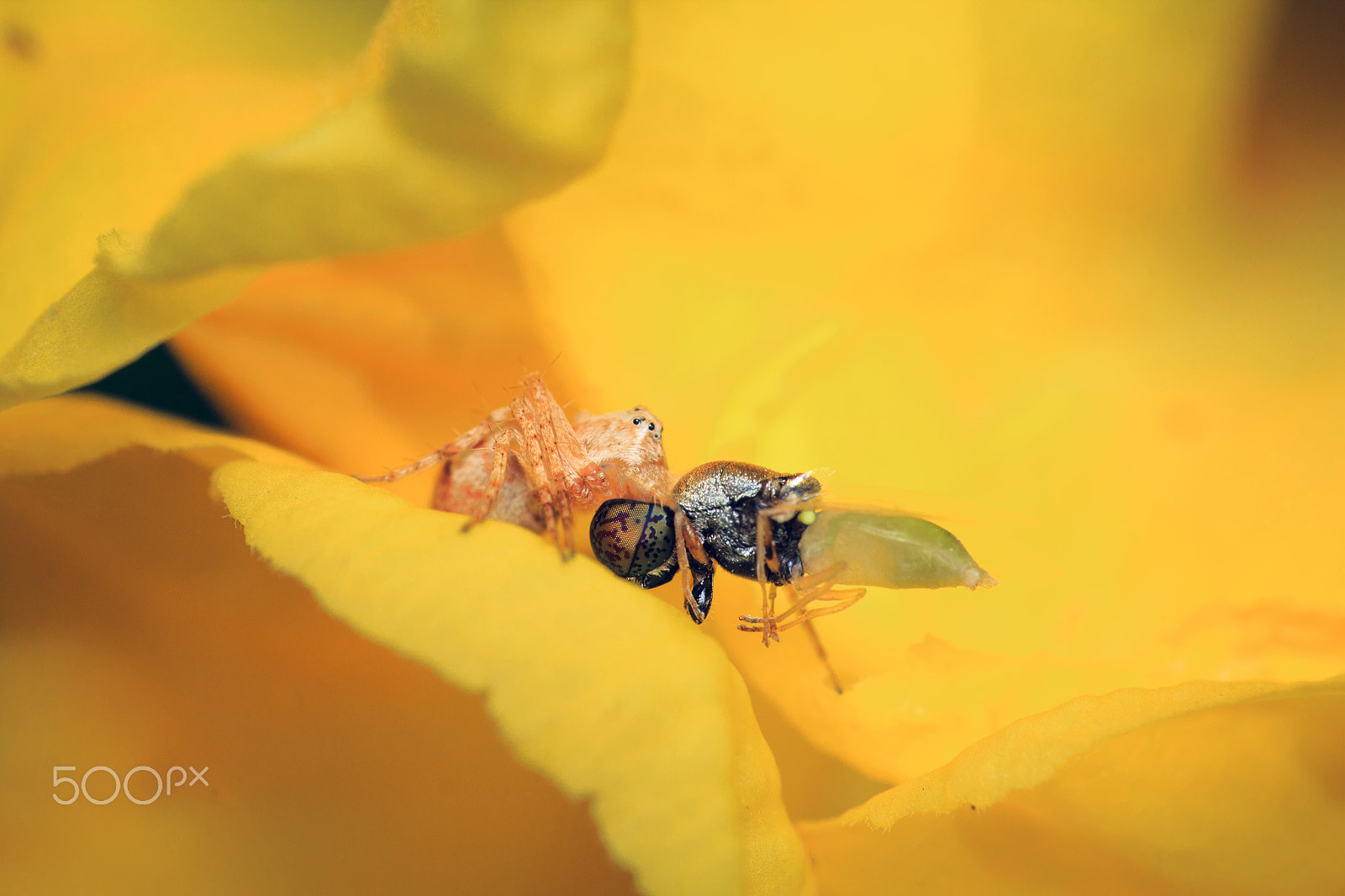 Canon EOS 600D (Rebel EOS T3i / EOS Kiss X5) + Canon EF 100mm F2.8 Macro USM sample photo. Spider with kill photography