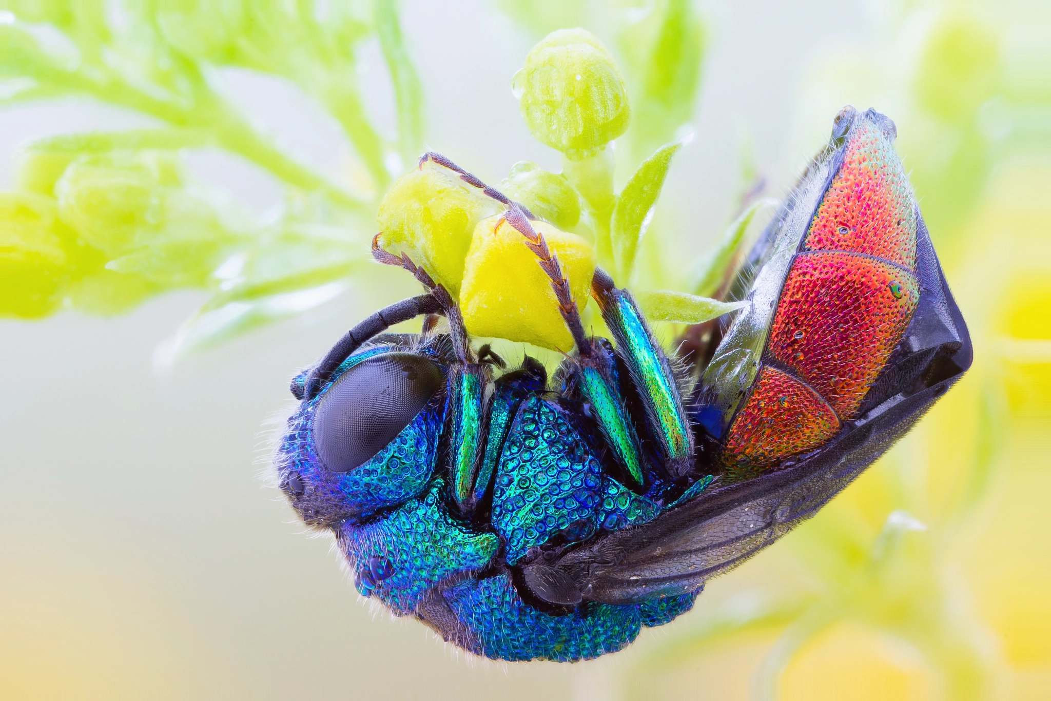 65mm F2.8 sample photo. Sleeping on bedstraw photography