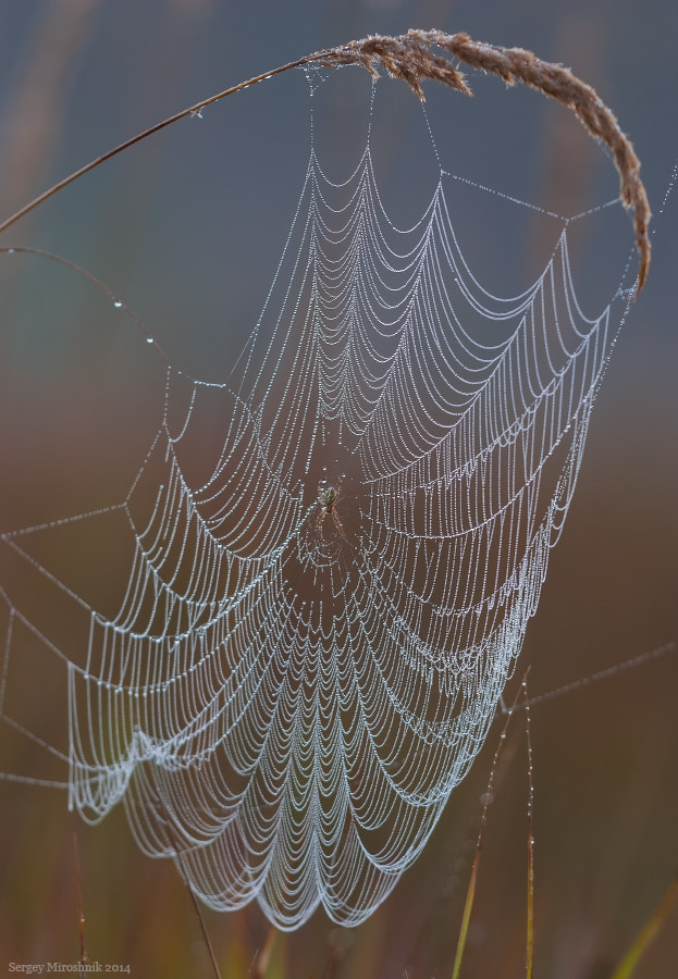 Sigma 150mm F2.8 EX DG Macro HSM sample photo. Spiderweb. photography