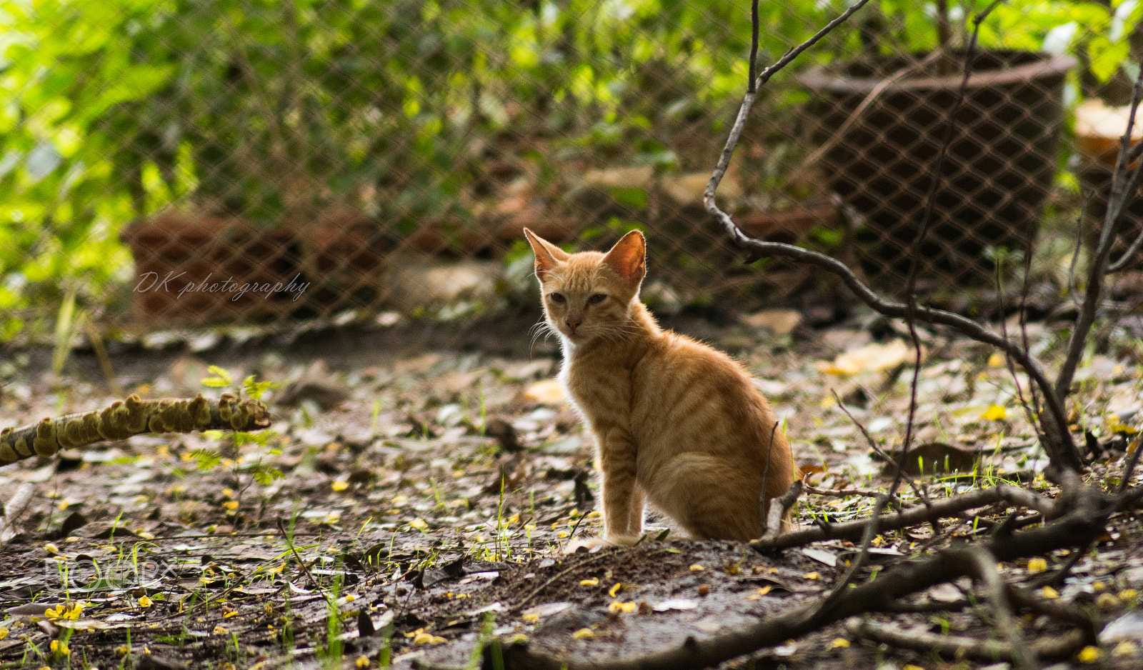 Sony DT 55-200mm F4-5.6 SAM sample photo. Model cat photography