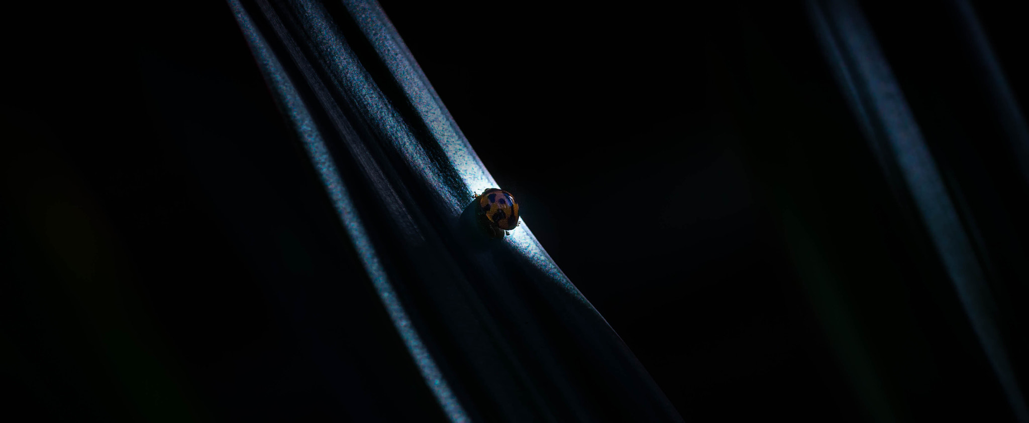 Sigma 70mm F2.8 EX DG Macro sample photo. Going up photography