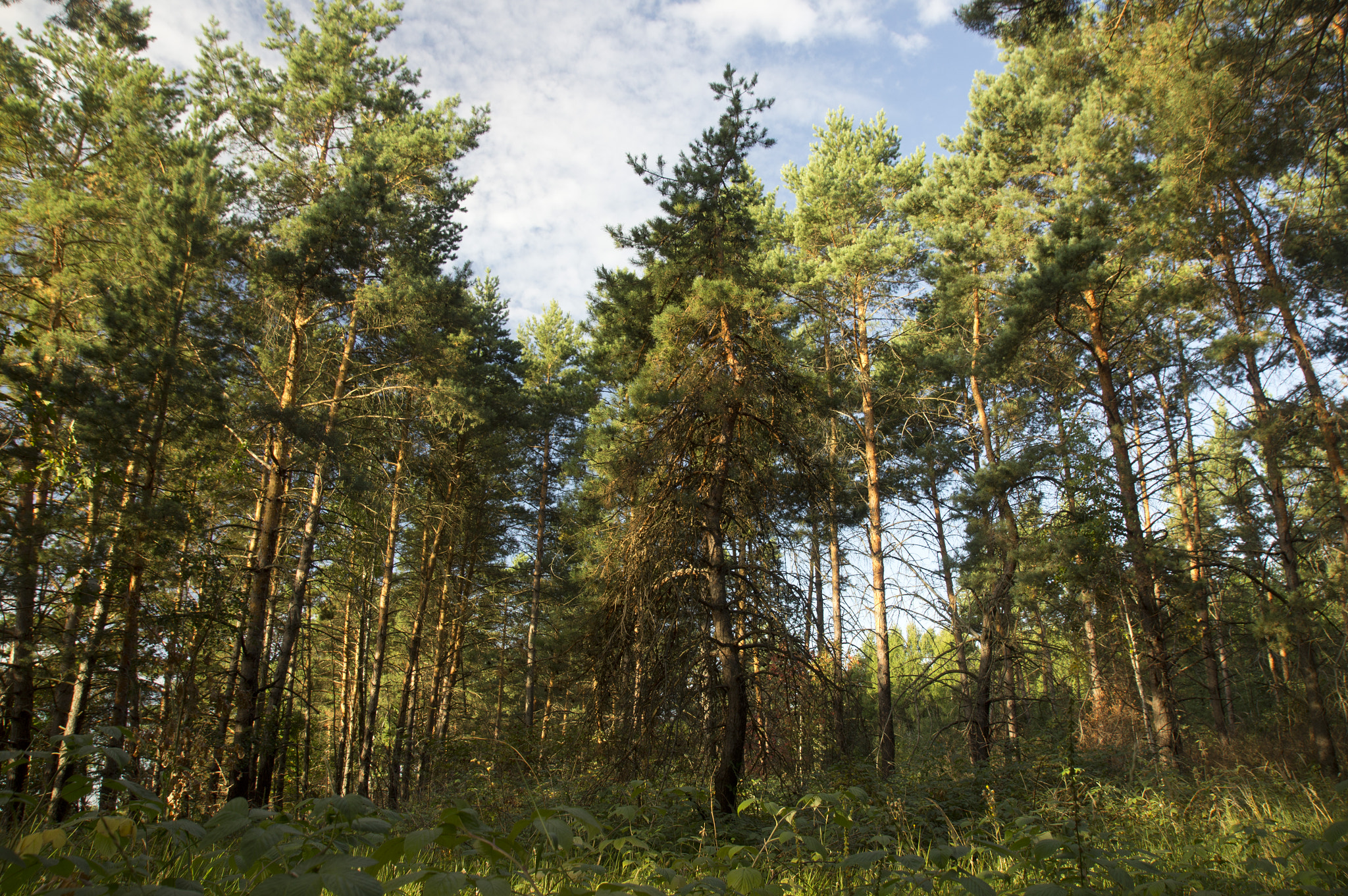 Sony Alpha DSLR-A580 sample photo. Morning in coniferous forest photography