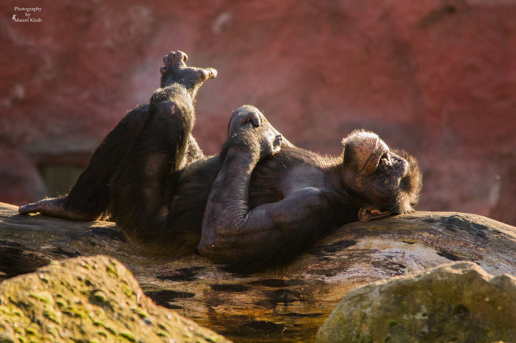 Sigma 150-500mm F5-6.3 DG OS HSM sample photo. Chimpanzee photography