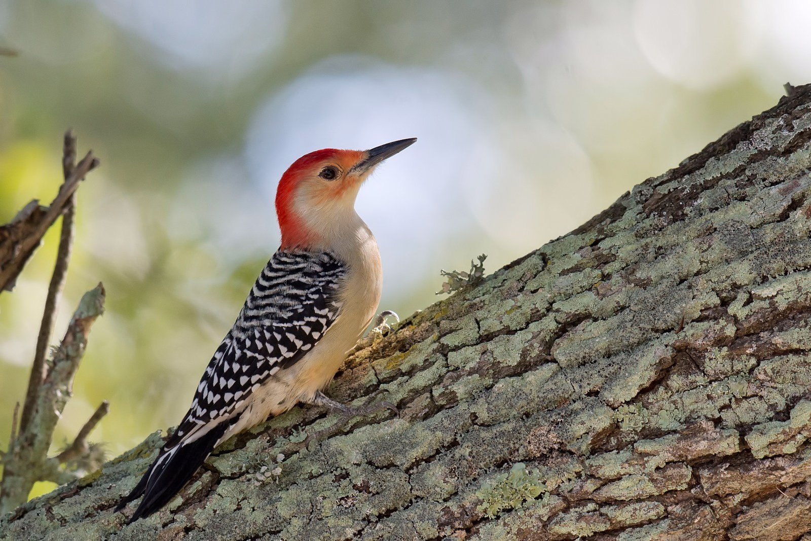 Nikon D7200 + Nikon AF-S Nikkor 500mm F4G ED VR sample photo. Red-bellied woodpecker photography