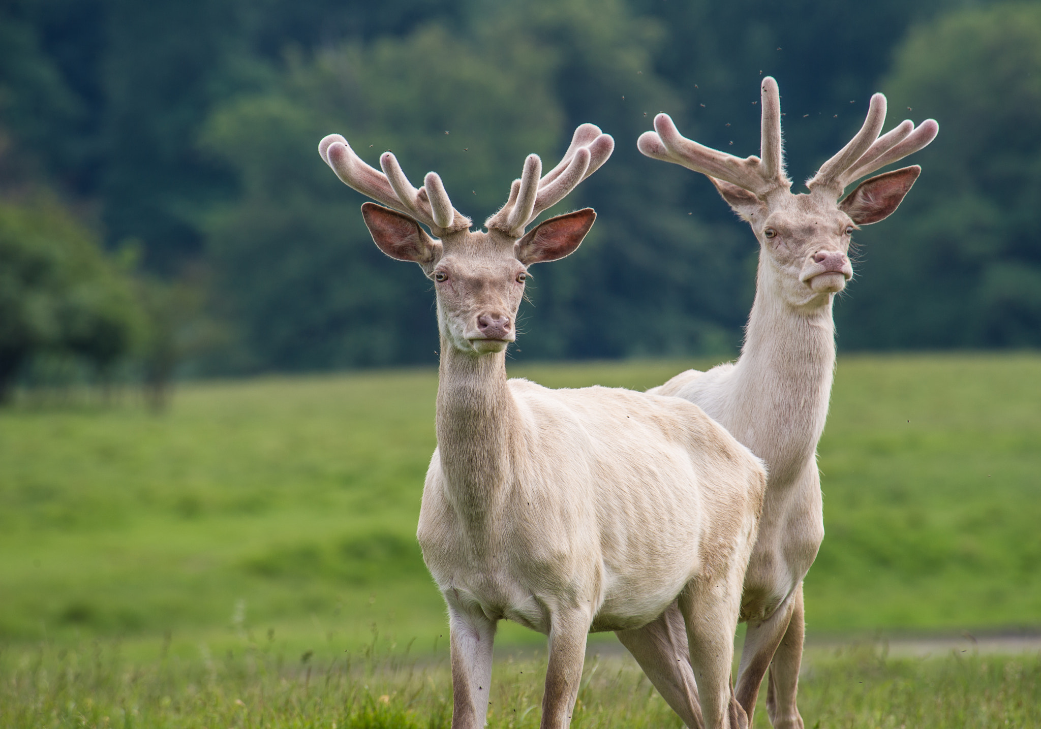 Nikon D3S sample photo. Albino twins photography