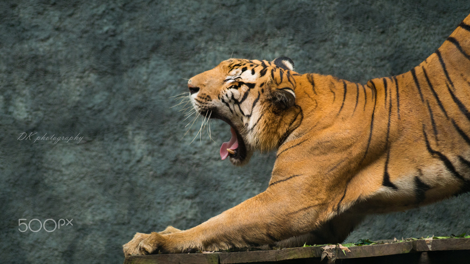 Sony ILCA-77M2 + Sony DT 55-200mm F4-5.6 SAM sample photo. #yawn_of_the_tiger photography