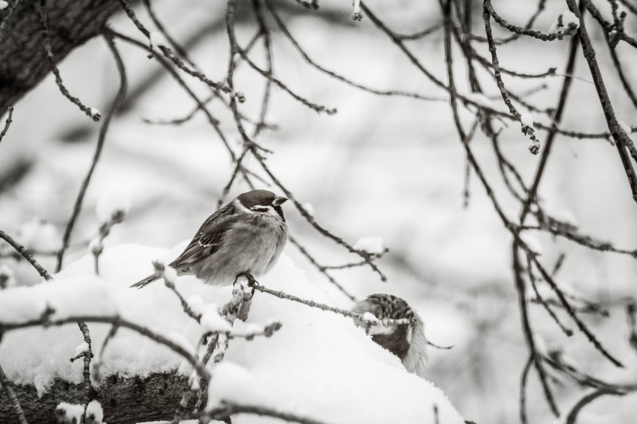 Canon EF 75-300mm f/4-5.6 USM sample photo. Воробей photography