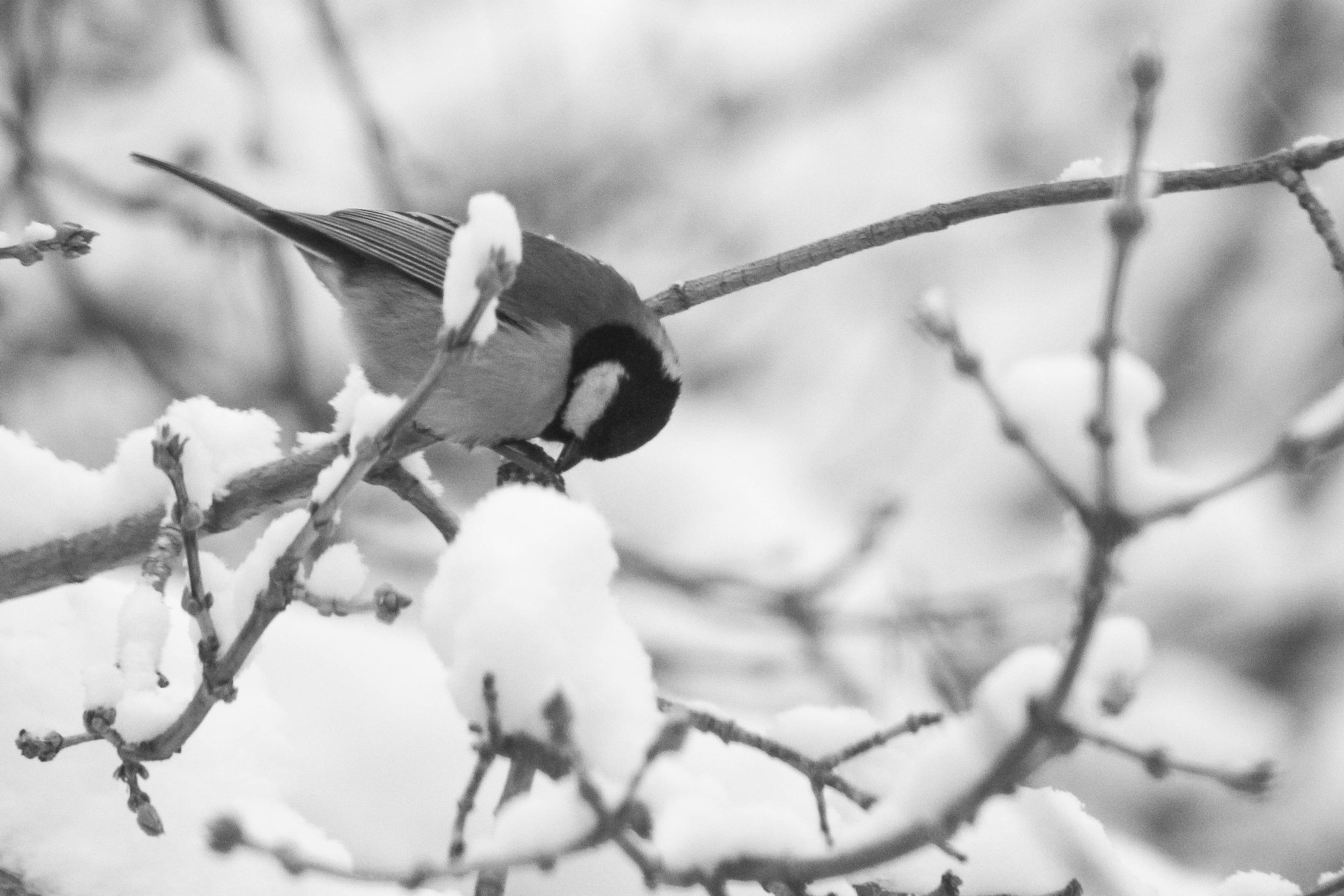 Canon EF 75-300mm f/4-5.6 USM sample photo. Синица photography