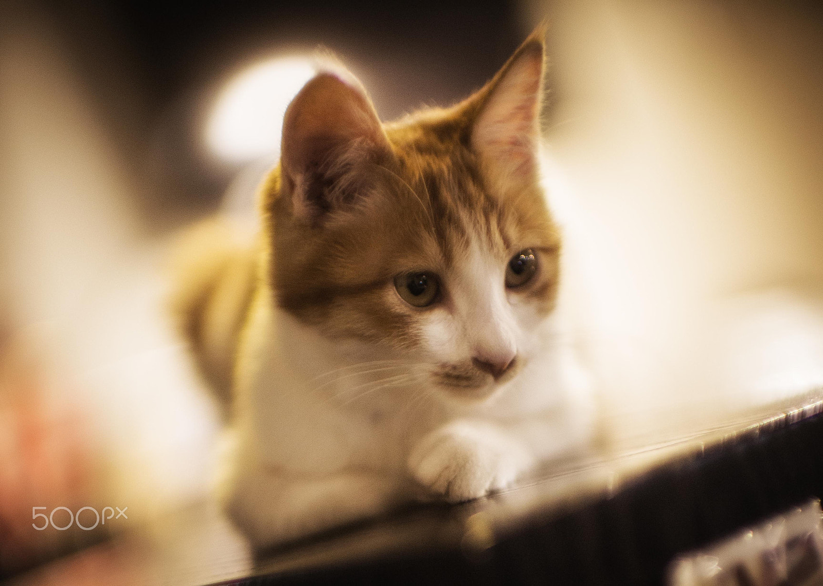 Canon EOS-1D X + Canon EF 50mm f/1.0L sample photo. Cat photography