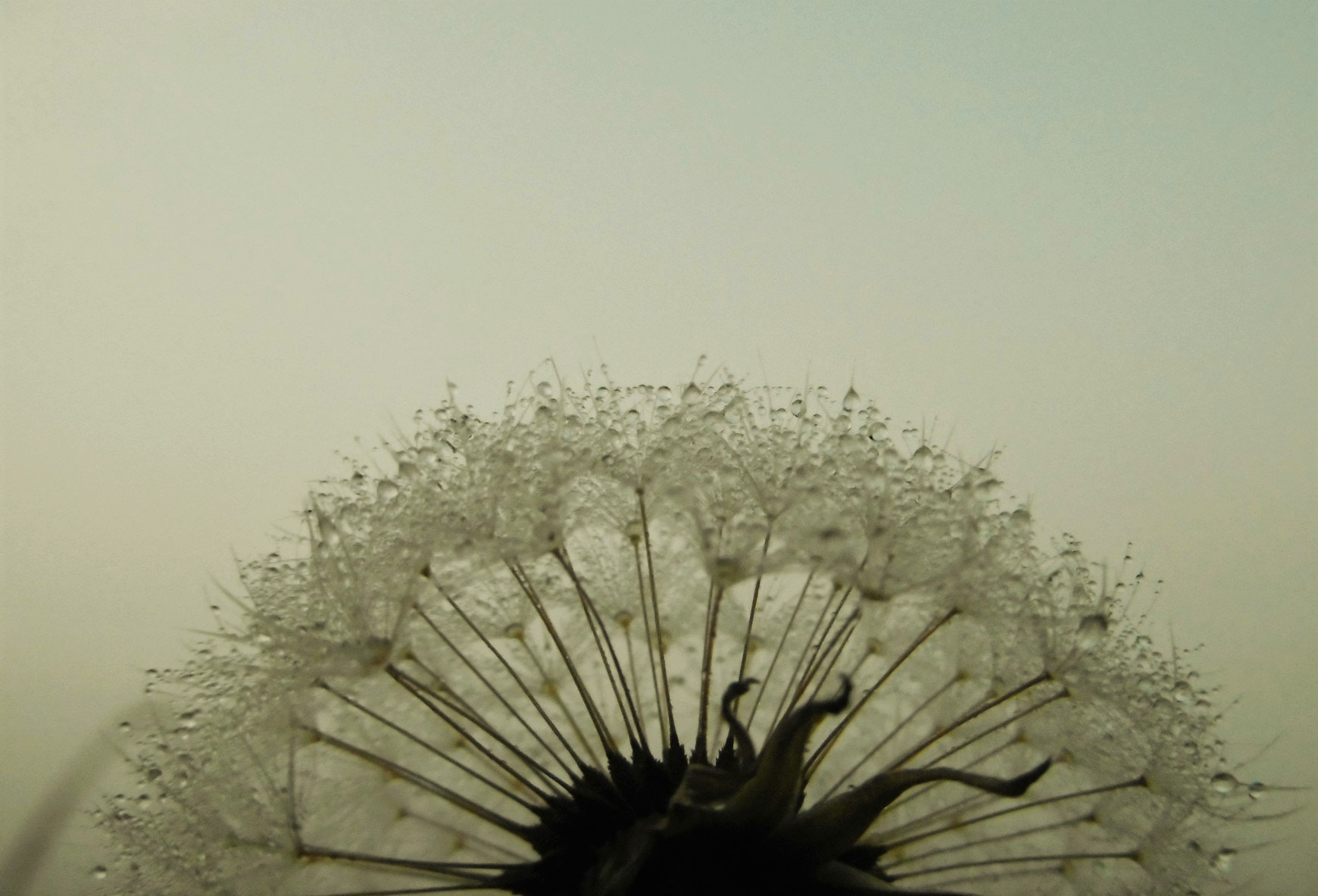 Panasonic DMC-SZ8 sample photo. Dandelion in the fog photography