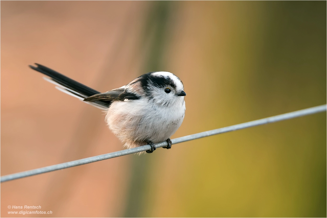 Nikon D4 sample photo. Long-tailed bushtit /aegithalos caudatus photography