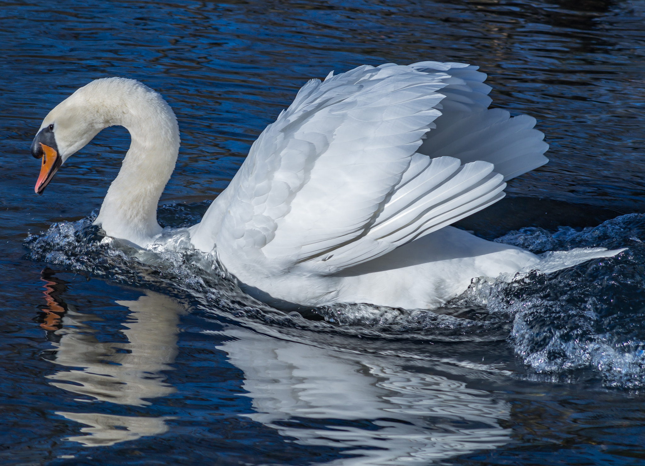 Tamron AF 90-300mm F4.5-5.6 Telemacro sample photo. Speed photography