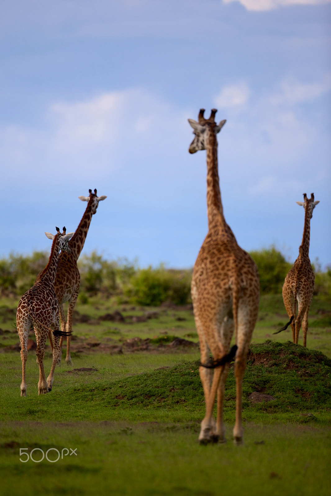 Canon EOS 6D + Canon EF 500mm F4L IS USM sample photo. Giraffes photography