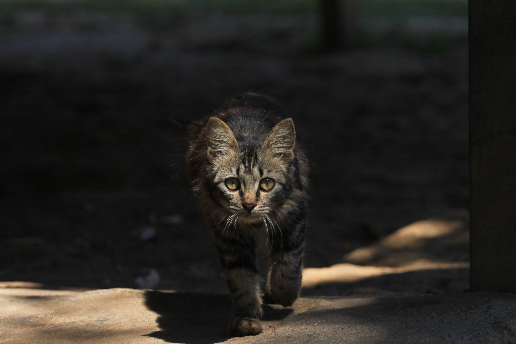Canon EF 100-400mm F4.5-5.6L IS USM sample photo. Cat on the mark photography