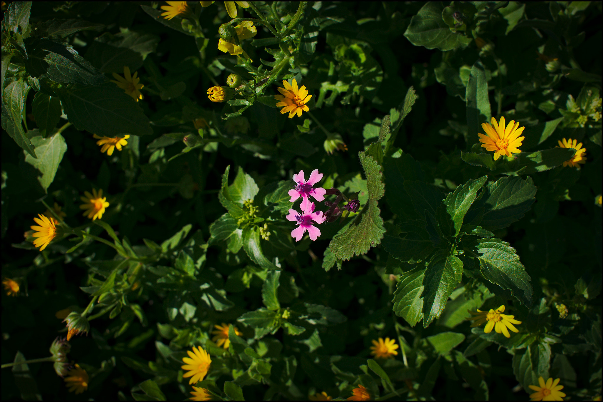 Sony Alpha NEX-5N + Sigma 30mm F2.8 EX DN sample photo. Pink & yellow photography