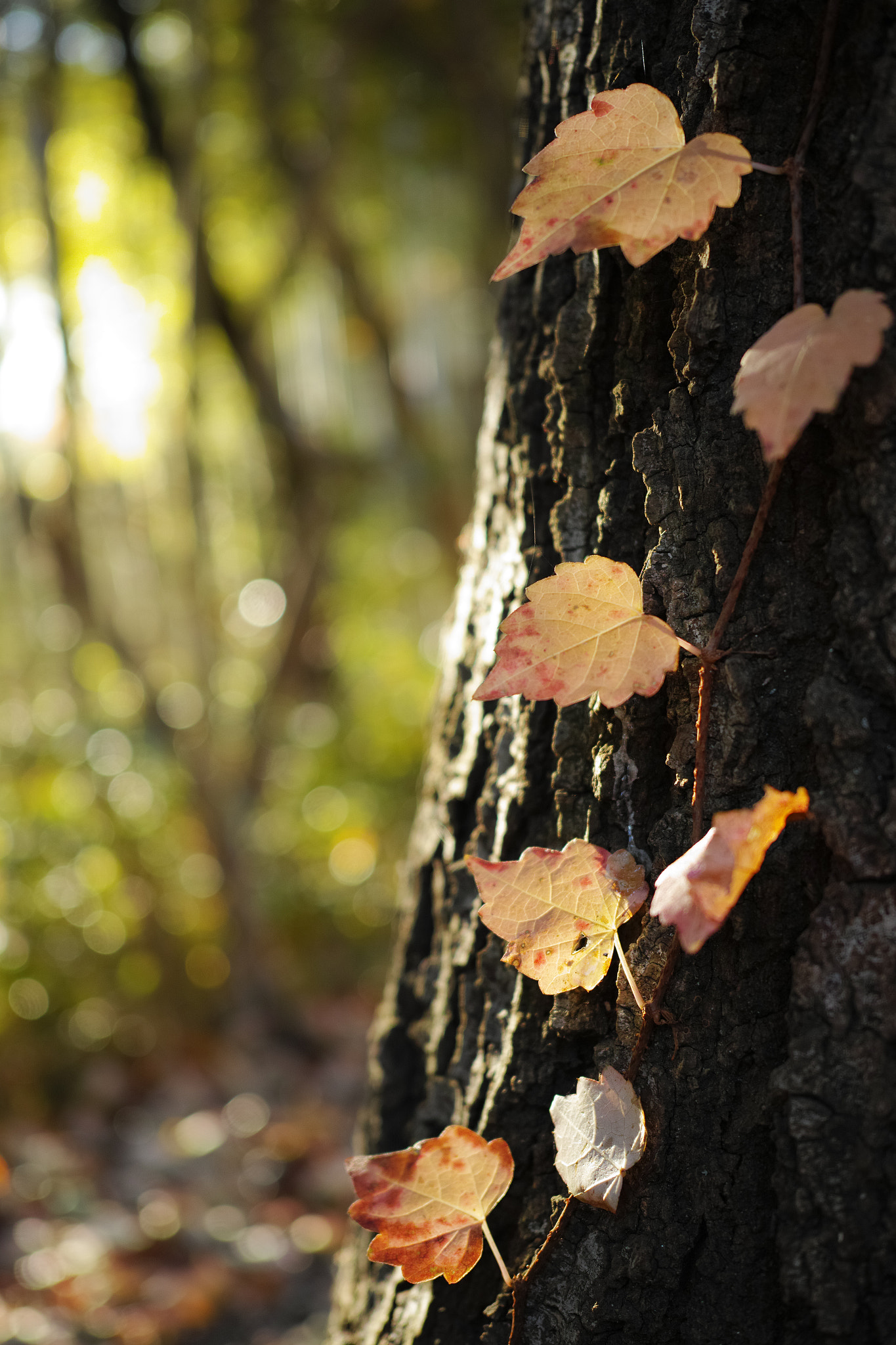 Sigma dp2 Quattro + 1007 sample photo. An autumn day photography