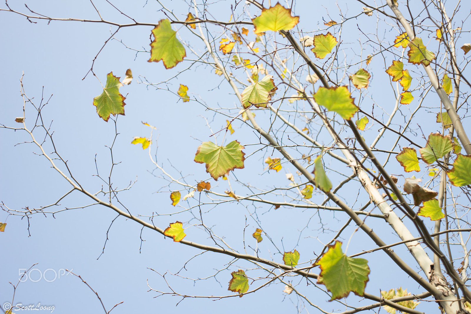 Canon EF 28-70mm f/3.5-4.5 sample photo. Golden fall photography