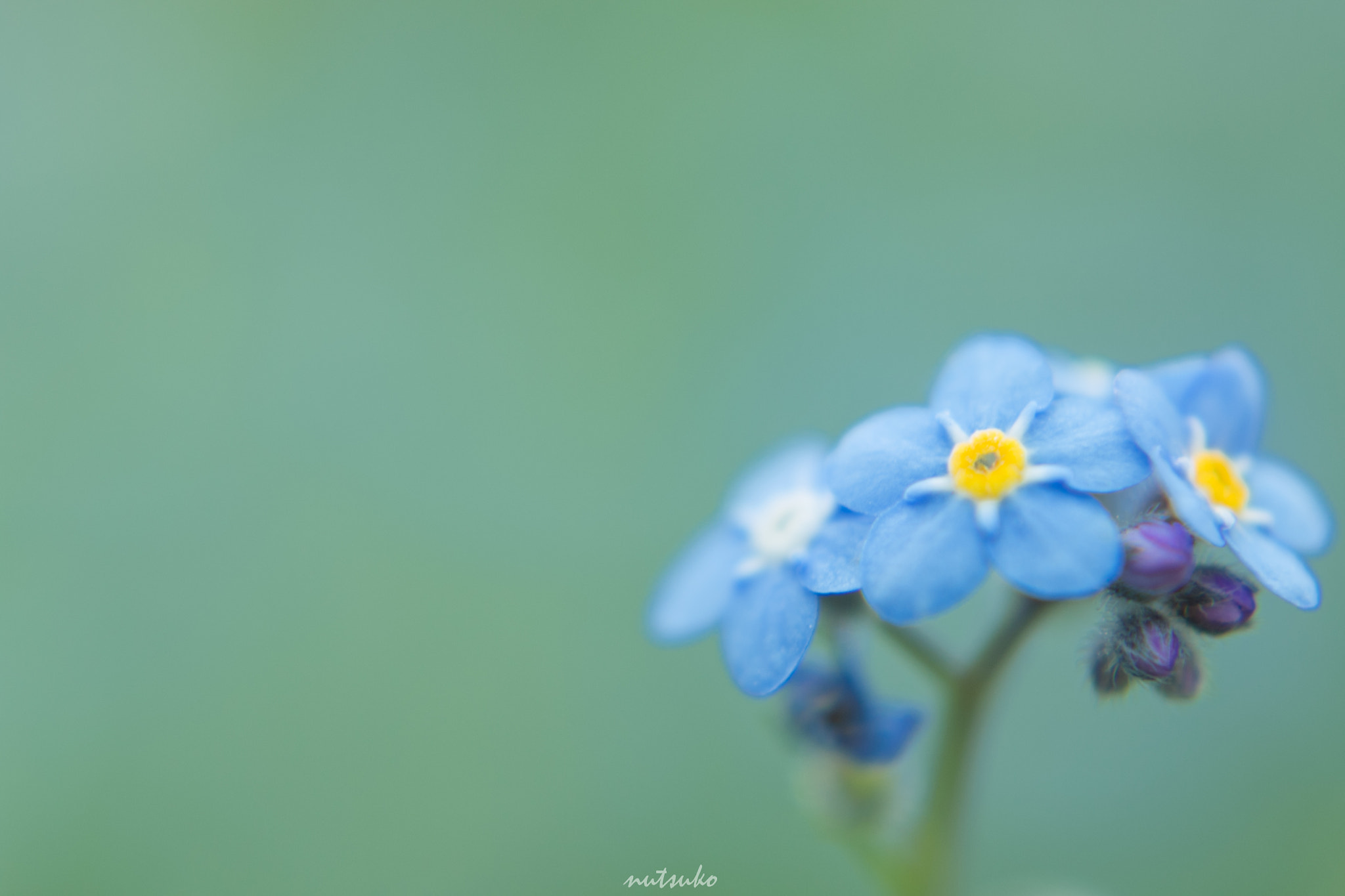 Canon EOS 70D + ZEISS Planar T* 50mm F1.4 sample photo. Forget-me-not photography
