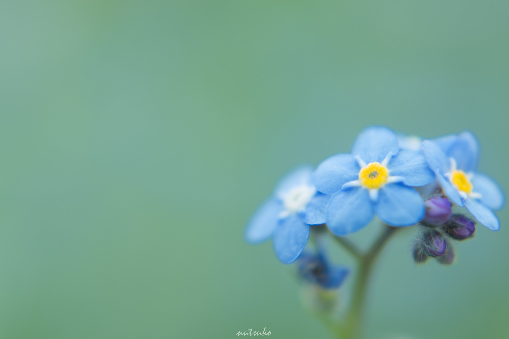 ZEISS Planar T* 50mm F1.4 sample photo. Forget-me-not photography