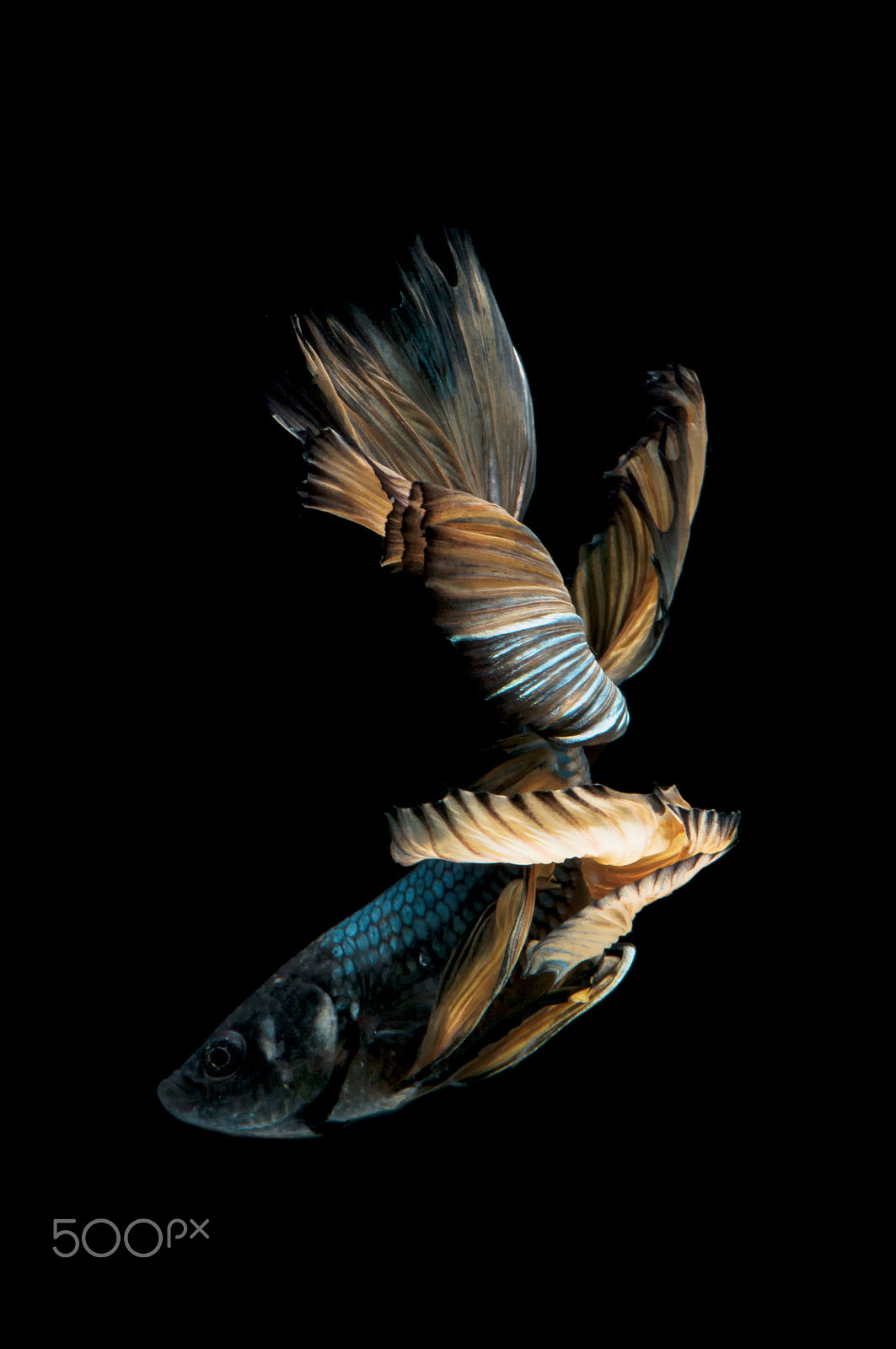 Pentax K20D + Pentax smc D-FA 100mm F2.8 Macro WR sample photo. Siamese fighting fish photography