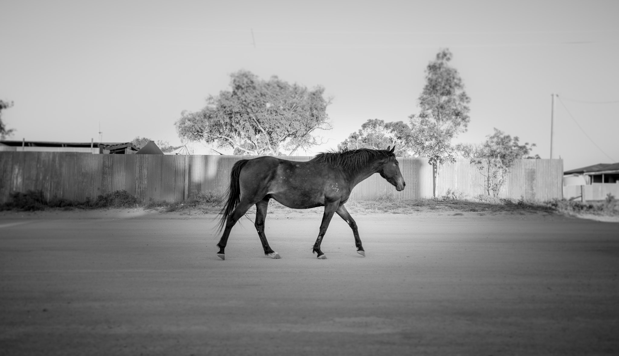 Sony Alpha NEX-6 + Sony Sonnar T* E 24mm F1.8 ZA sample photo. A horse walks into town. photography