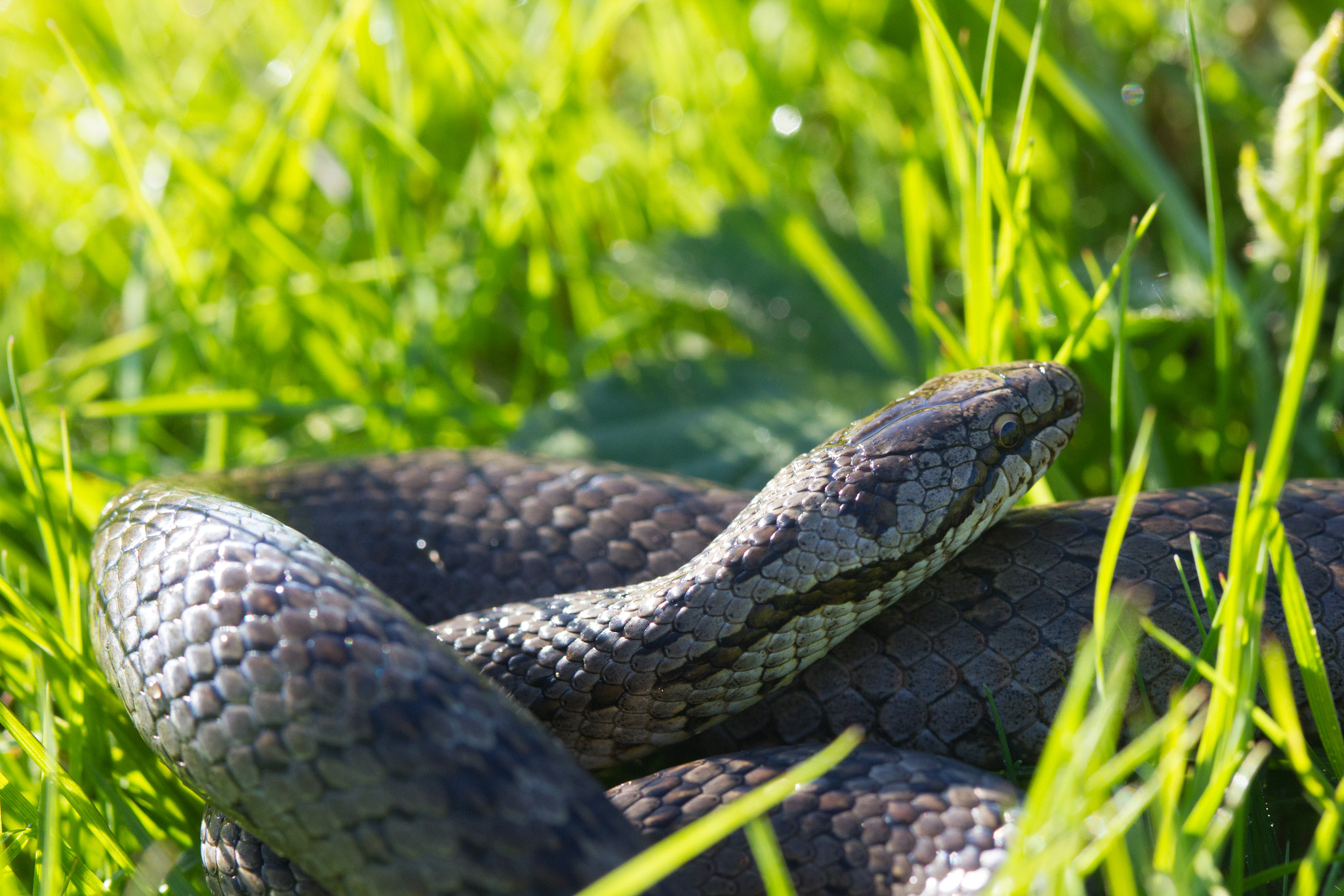 Canon EOS 550D (EOS Rebel T2i / EOS Kiss X4) + Canon EF 100mm F2.8 Macro USM sample photo. Smooth snake in the grass photography