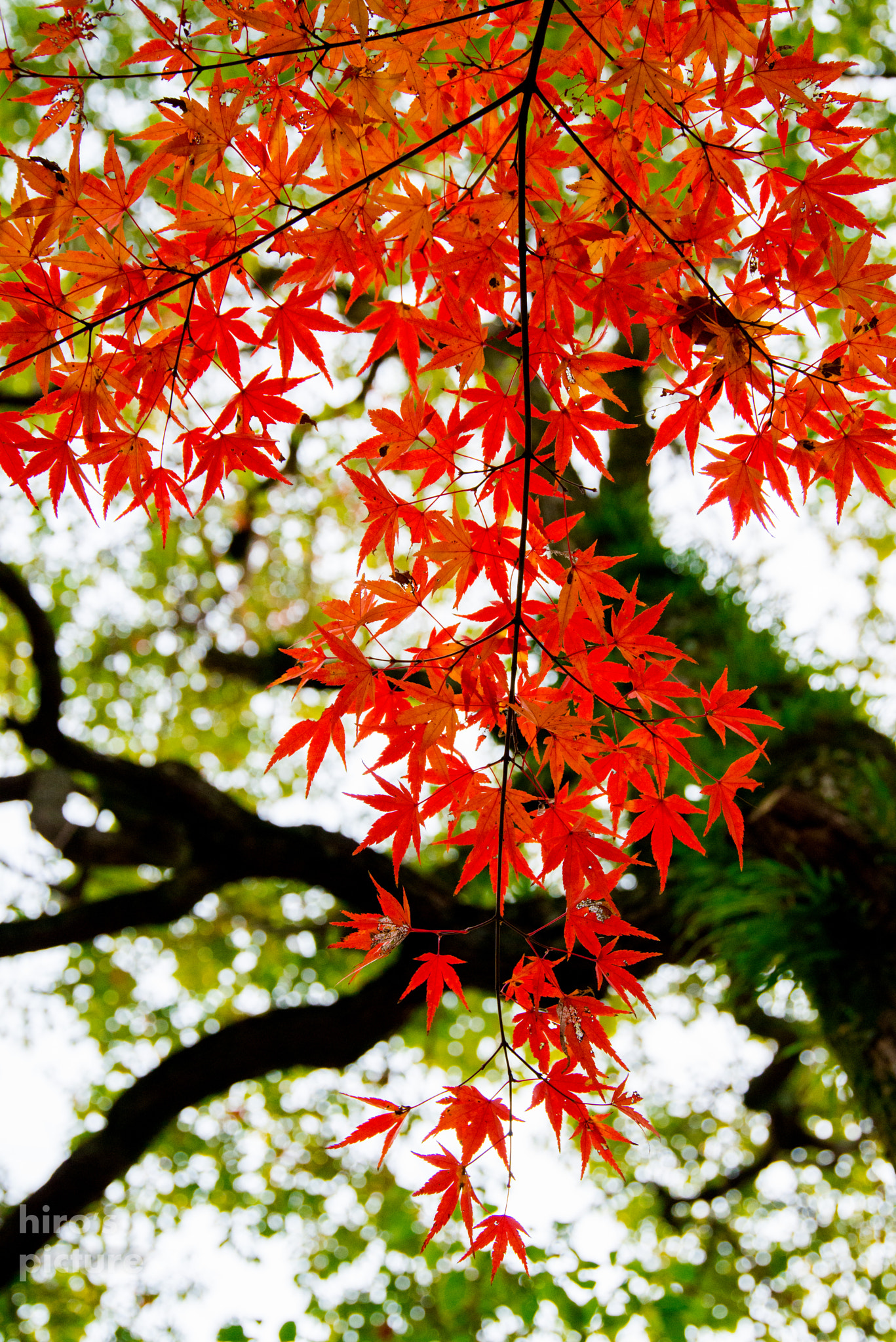 Nikon D800E + Sigma 24-105mm F4 DG OS HSM Art sample photo. Autumn leaves photography