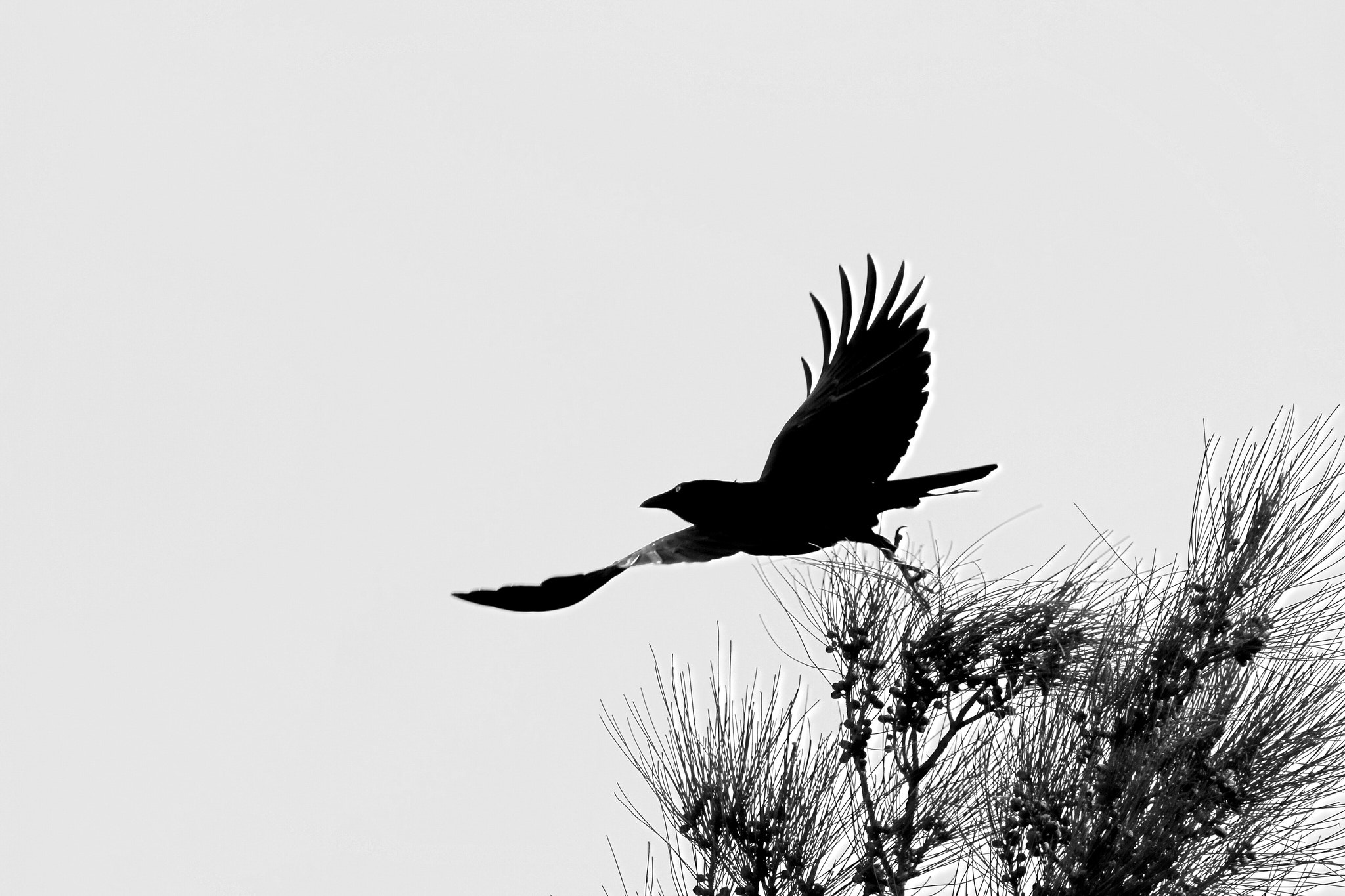 Canon 150-500mm sample photo. Australian raven, hope island qld australia 2015. photography