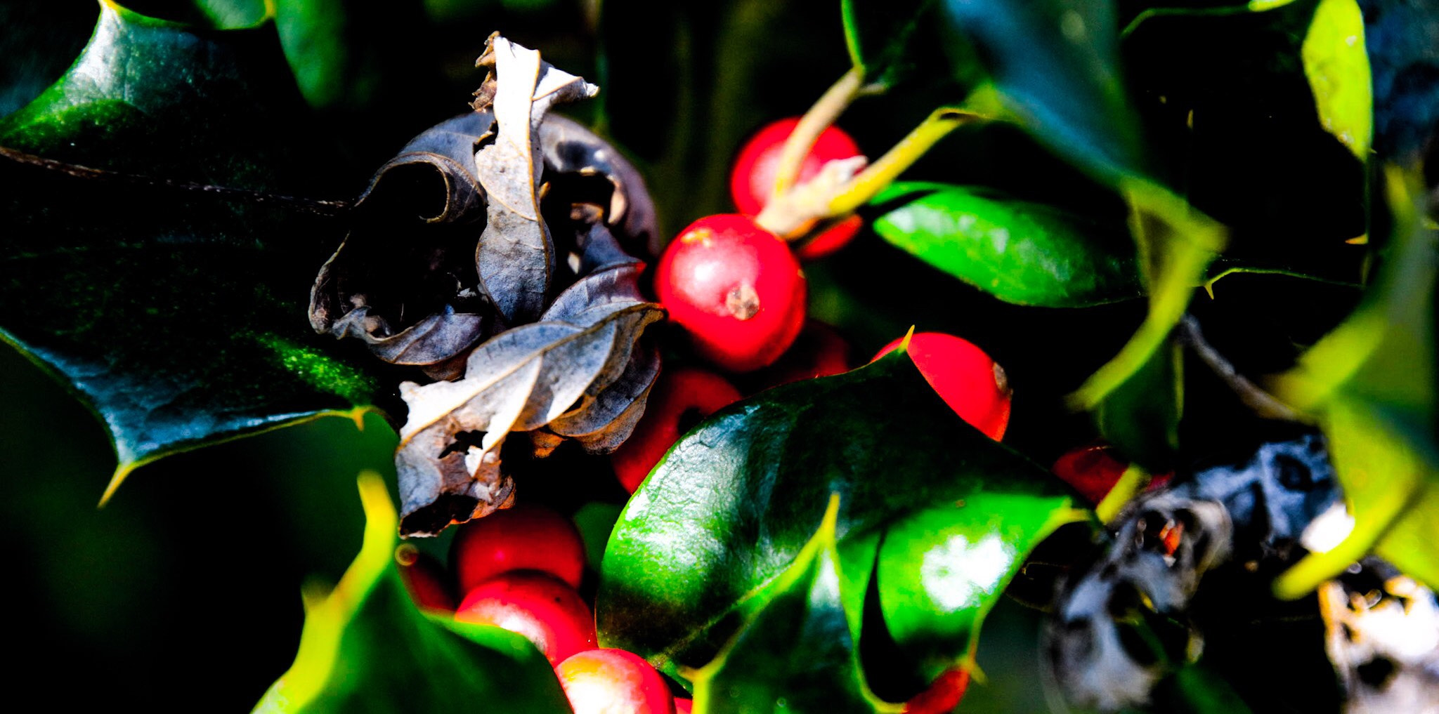 Canon EOS 760D (EOS Rebel T6s / EOS 8000D) sample photo. Red and green photography