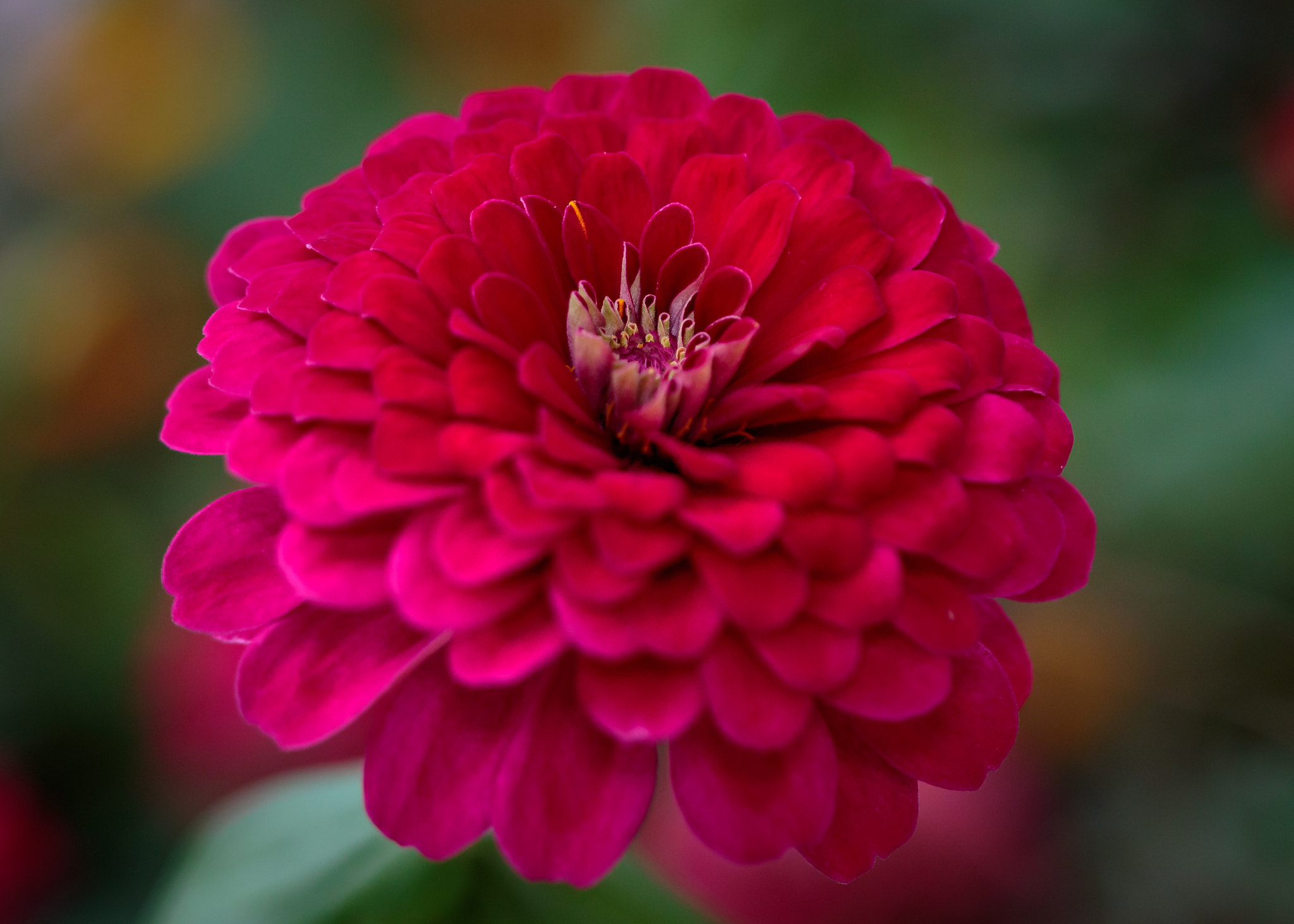 Canon EOS 7D Mark II + Canon EF 100mm F2.8 Macro USM sample photo. Zinnia photography