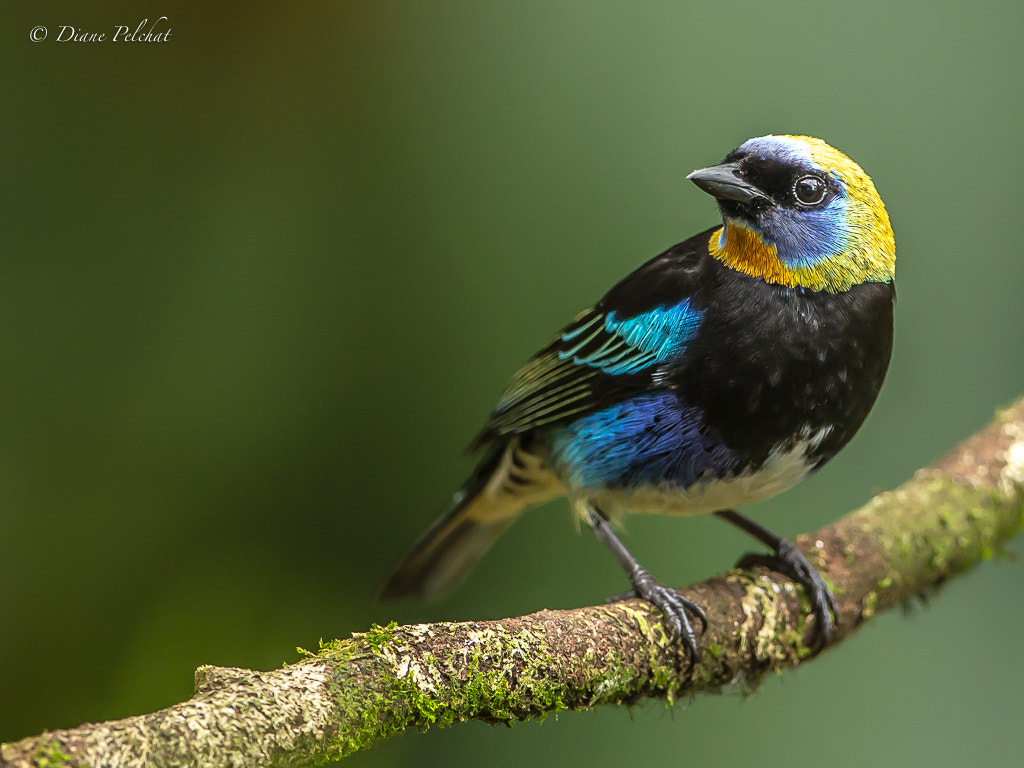 Canon EOS 60D + Canon EF 300mm F2.8L IS II USM sample photo. Golden-hooded tanager photography