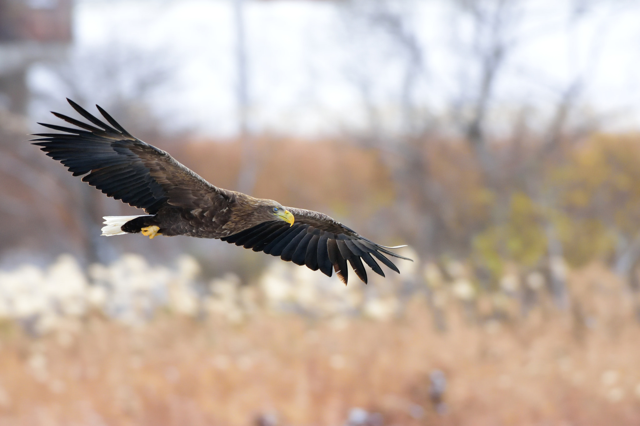 Nikon D7200 + Sigma 500mm F4.5 EX DG HSM sample photo. White-tailed sea eagle photography